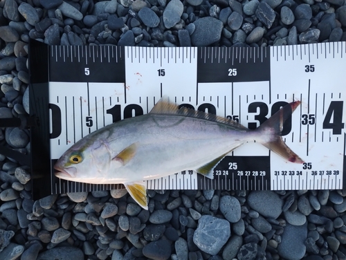 カンパチの釣果