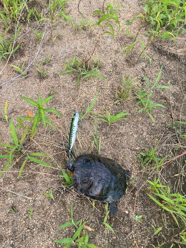 釣果