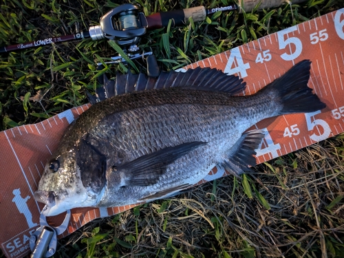 チヌの釣果