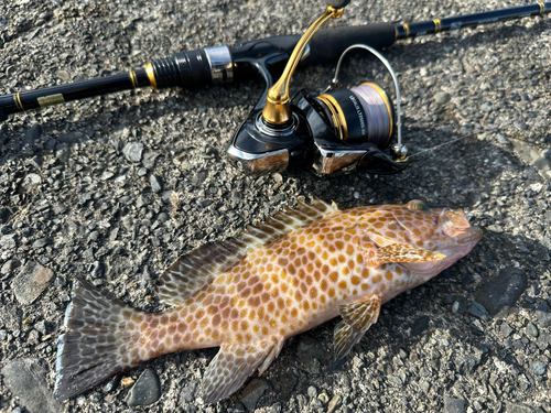 オオモンハタの釣果