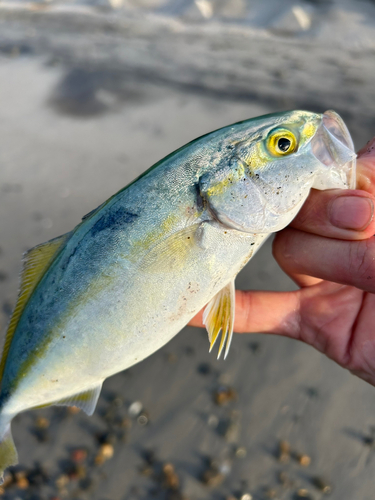 ワカシの釣果