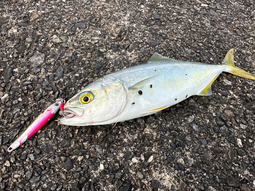 ワカシの釣果