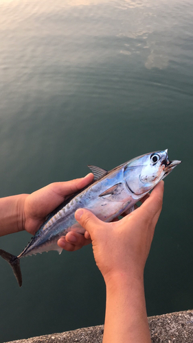 ソウダガツオの釣果