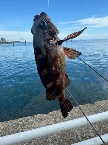 メバルの釣果