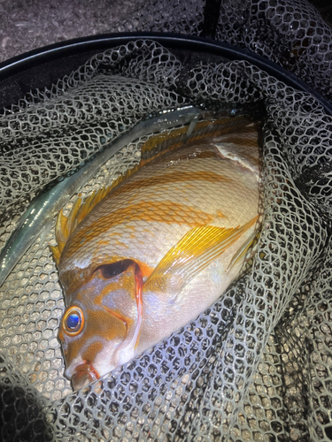 タカノハダイの釣果