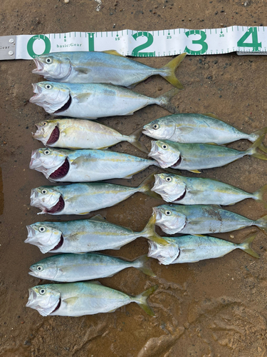 ワカシの釣果