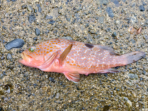 キジハタの釣果