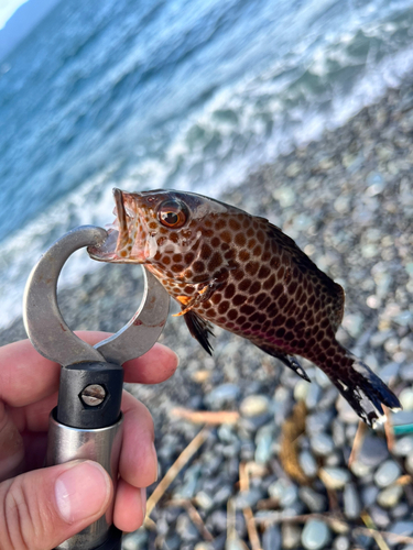 オオモンハタの釣果