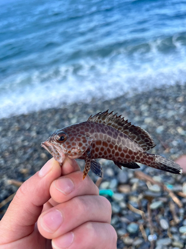 オオモンハタの釣果