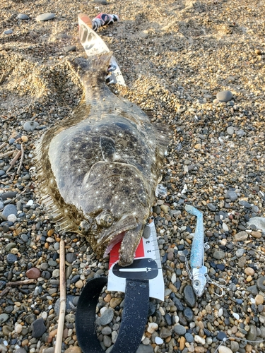 ヒラメの釣果