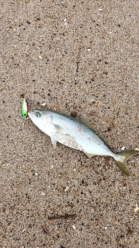 イナダの釣果