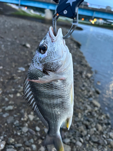 キビレの釣果