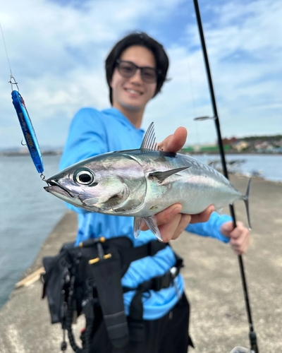 ソウダガツオの釣果