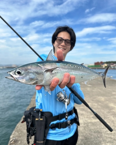 ソウダガツオの釣果