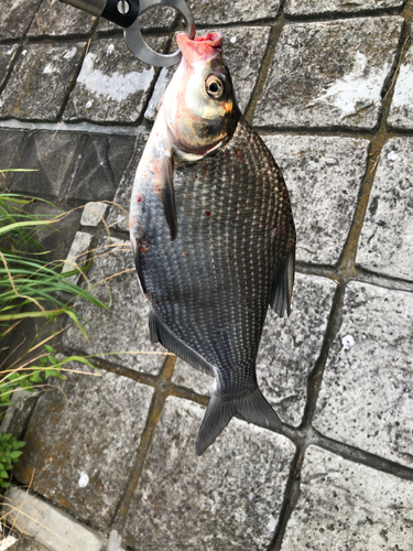 ダントウボウの釣果