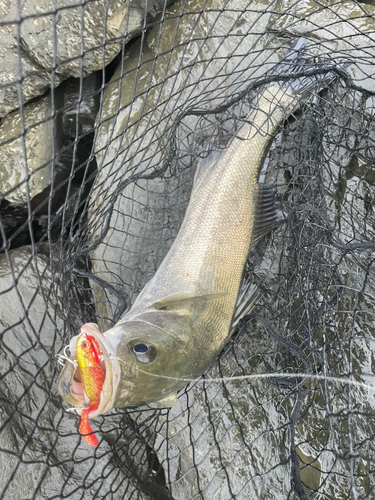 シーバスの釣果