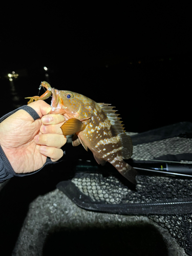 アコウの釣果