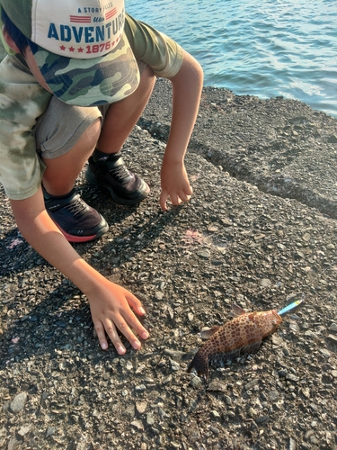 オオモンハタの釣果