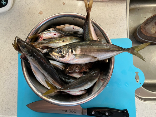 アジの釣果