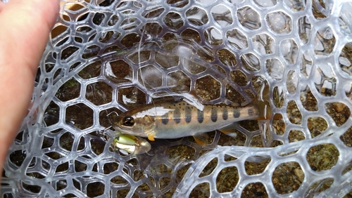 アマゴの釣果