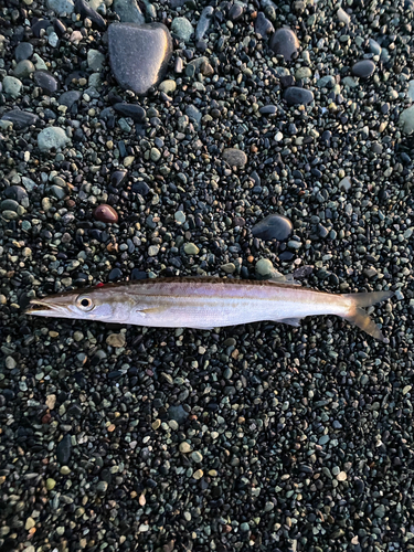 カマスの釣果