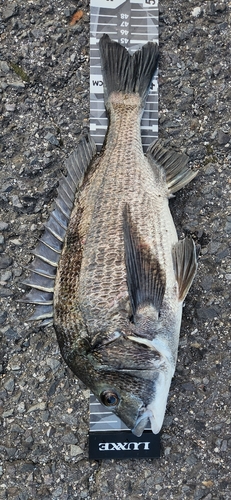 チヌの釣果