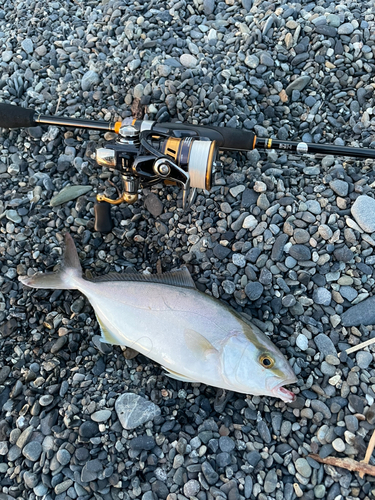 ショゴの釣果