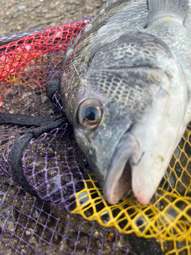 クロダイの釣果