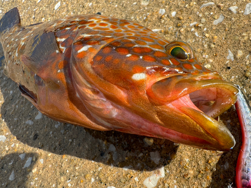 キジハタの釣果