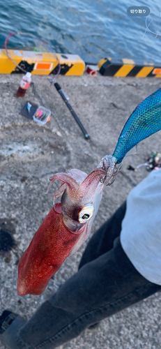 ケンサキイカの釣果