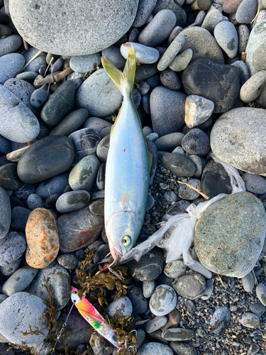 ワカシの釣果