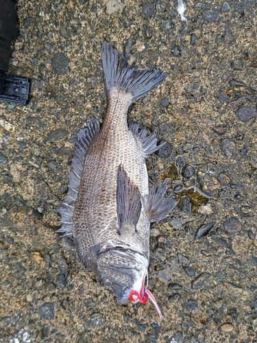 クロダイの釣果