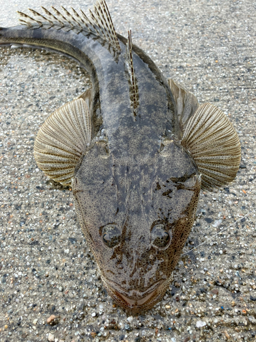 マゴチの釣果