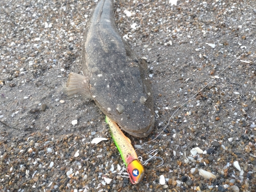 マゴチの釣果