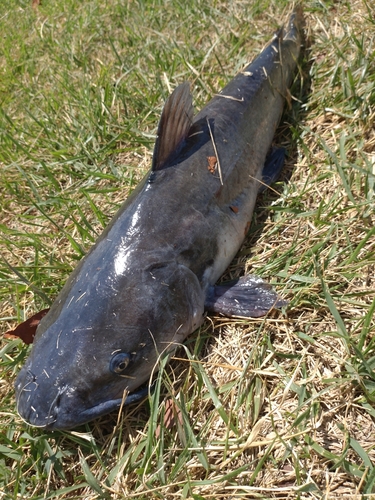 アメリカナマズの釣果