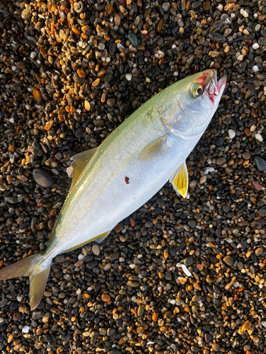 ワカシの釣果