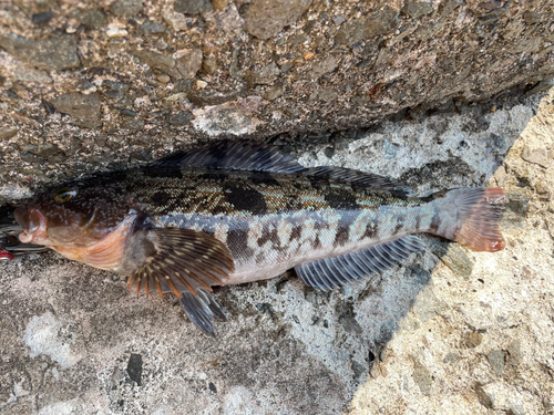 アイナメの釣果