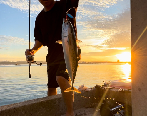 ソウダガツオの釣果