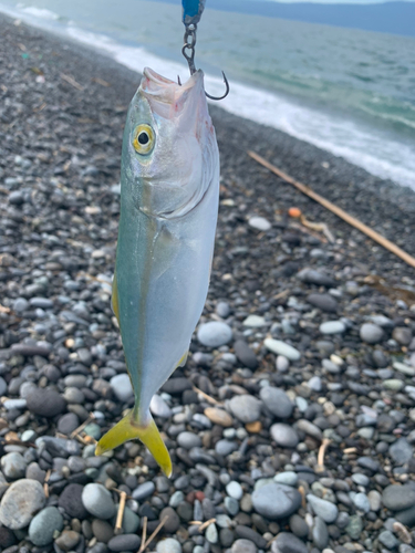 ワカシの釣果