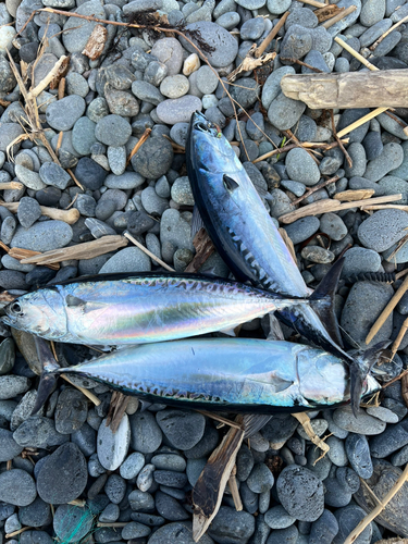 ソウダガツオの釣果