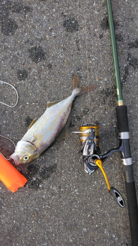 ショゴの釣果