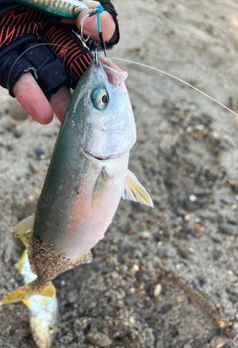 ワカシの釣果