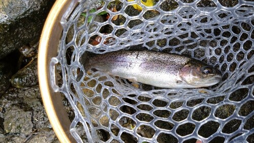 ニジマスの釣果