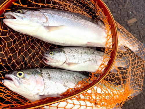 ニジマスの釣果