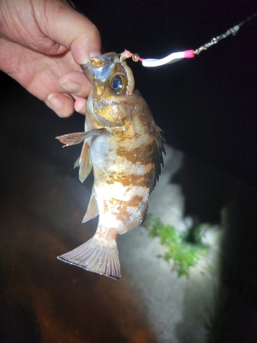 シロメバルの釣果