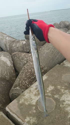 ダツの釣果