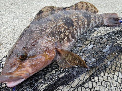 アイナメの釣果