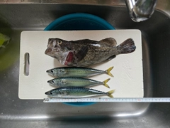 クロソイの釣果