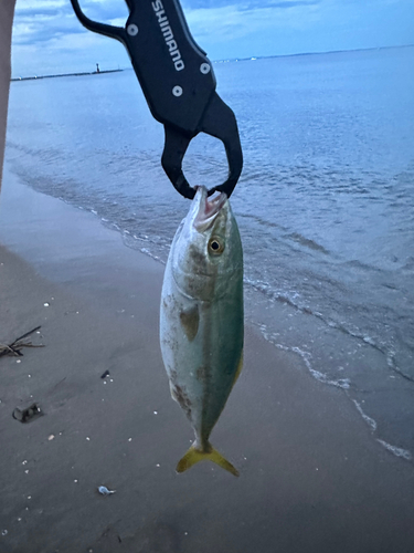 ツバスの釣果