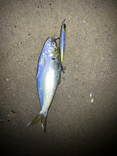 コノシロの釣果